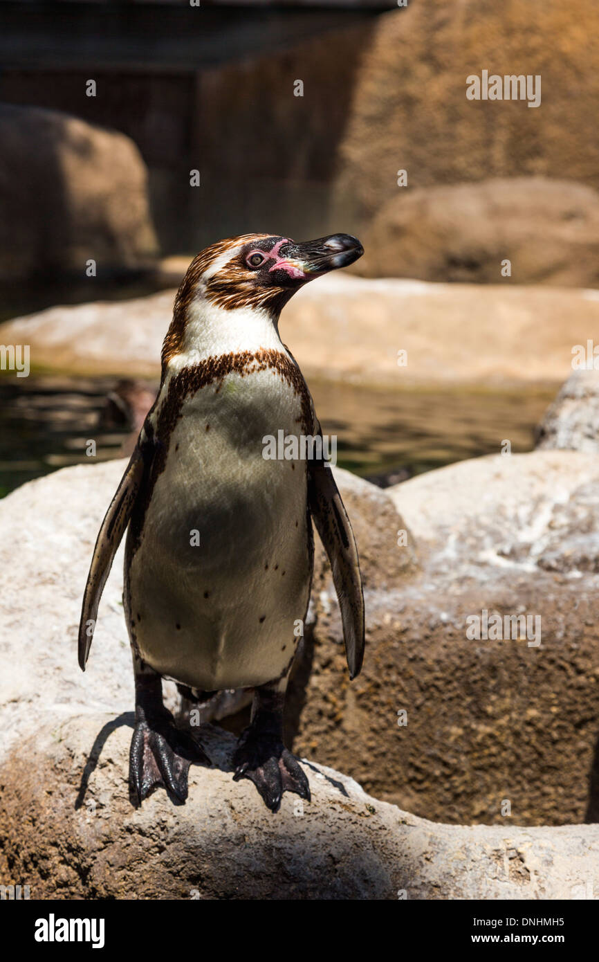 Pinguini Humboldt (Spheniscus Humboldt) in uno zoo, allo Zoo di Barcellona, Barcellona, in Catalogna, Spagna Foto Stock