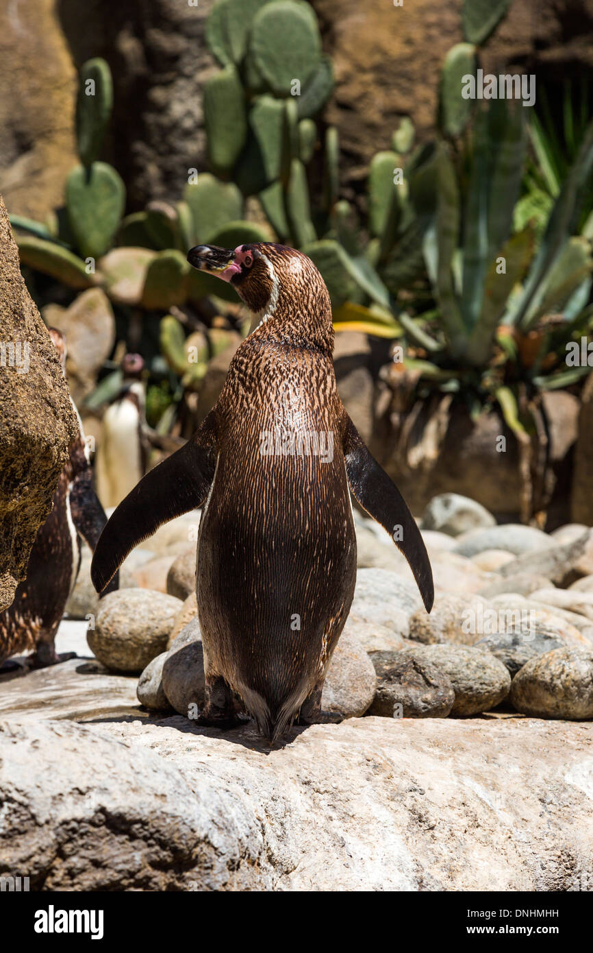 I pinguini Humboldt (Spheniscus Humboldt) in uno zoo, allo Zoo di Barcellona, Barcellona, in Catalogna, Spagna Foto Stock