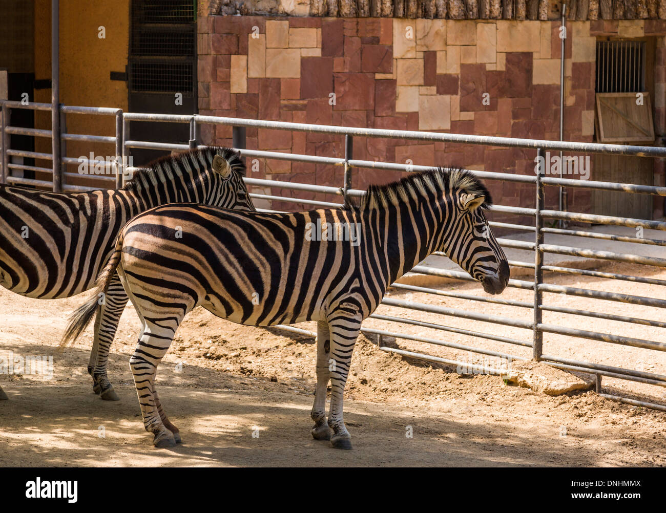 Chapman's zebre (Equus quagga chapmani) in uno zoo, allo Zoo di Barcellona, Barcellona, in Catalogna, Spagna Foto Stock