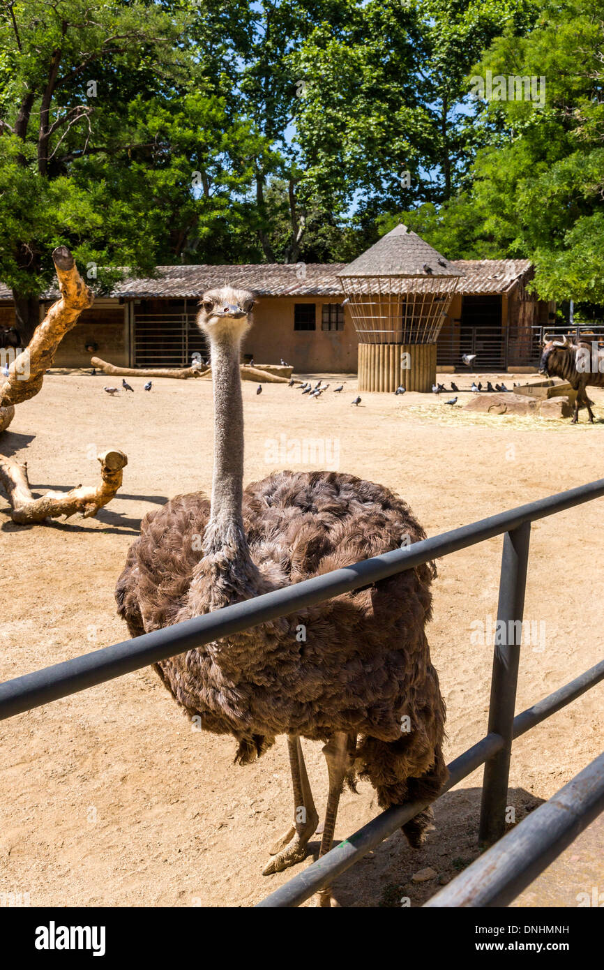 (Struzzo Struthio camelus) in uno zoo, allo Zoo di Barcellona, Barcellona, in Catalogna, Spagna Foto Stock