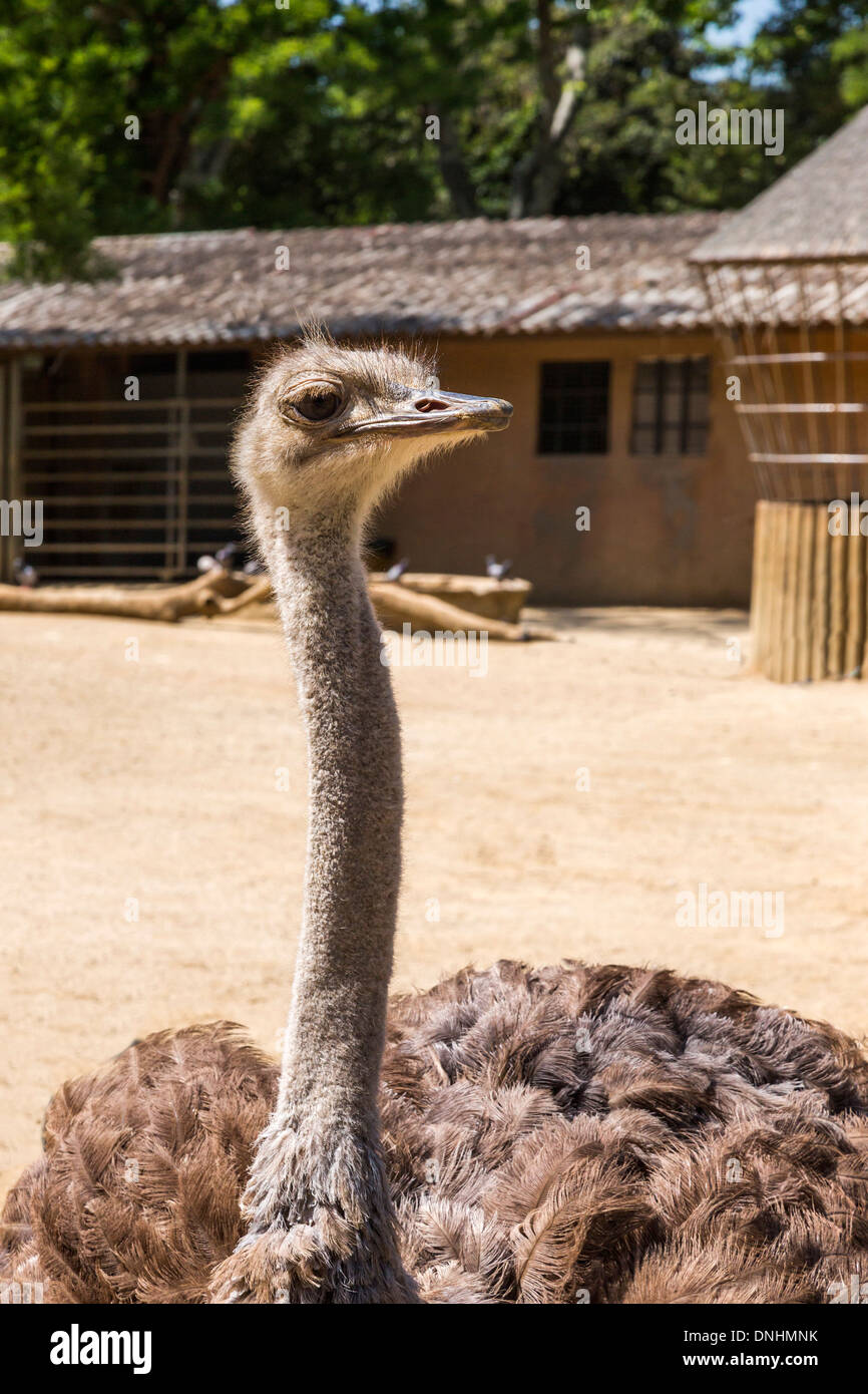 Close-up di struzzo (Struthio camelus) in uno zoo, allo Zoo di Barcellona, Barcellona, in Catalogna, Spagna Foto Stock