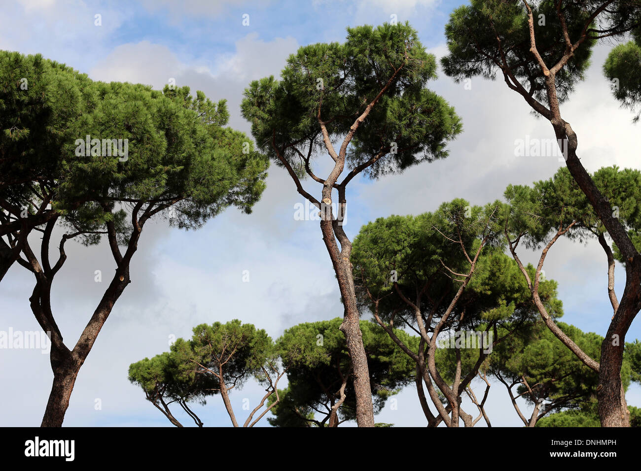 Alberi di pino nella città di Roma, Italia Foto Stock