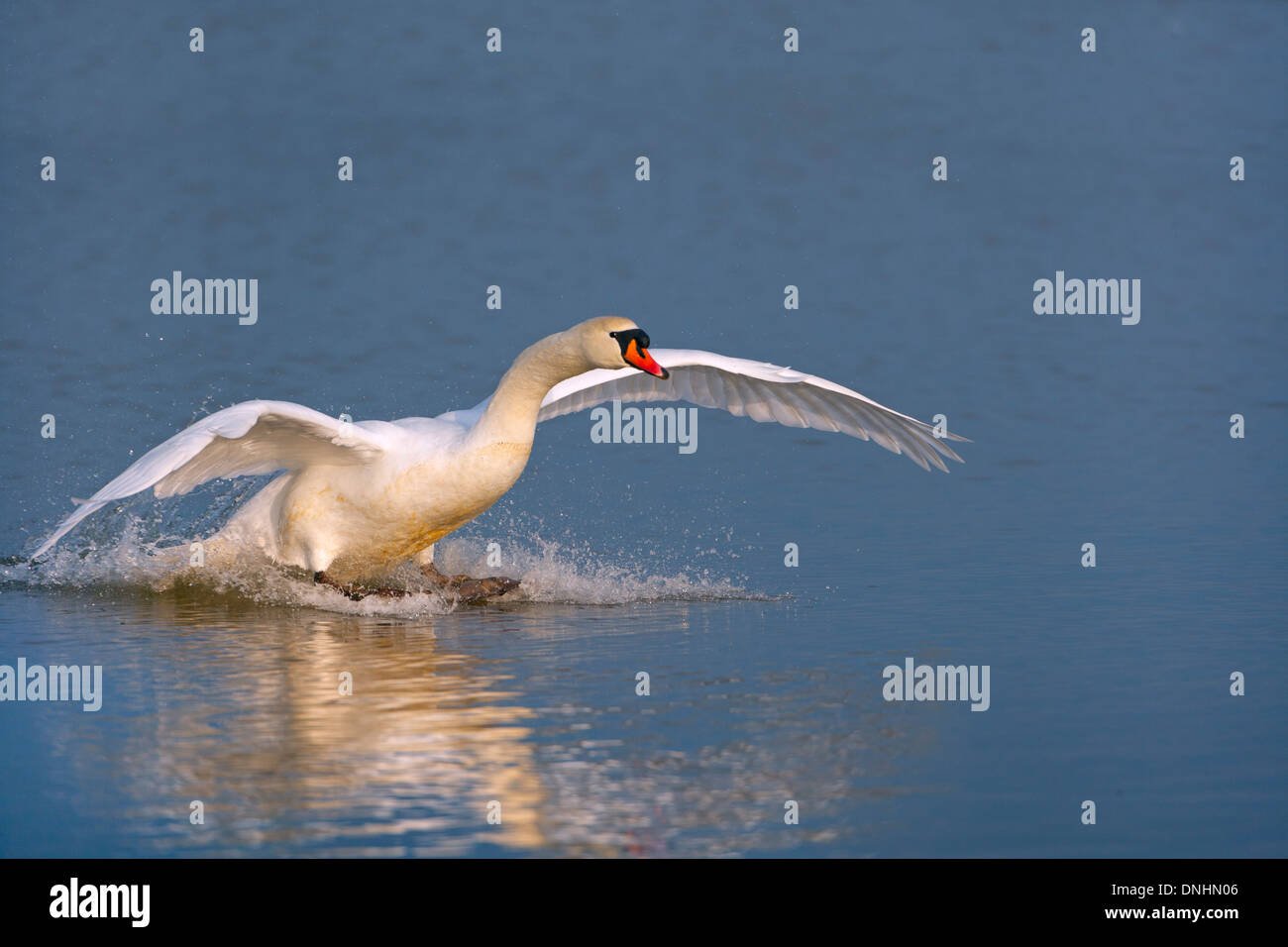 Cigno Cygnus olor lo sbarco in acqua calma Foto Stock