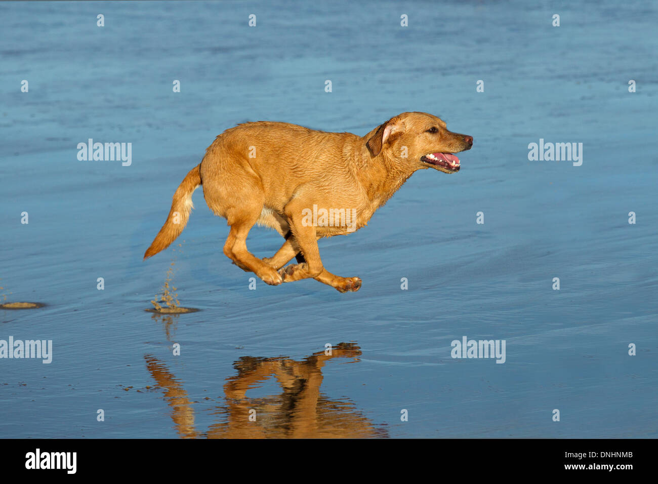 Il Labrador giallo che corre lungo la spiaggia di Norfolk Foto Stock