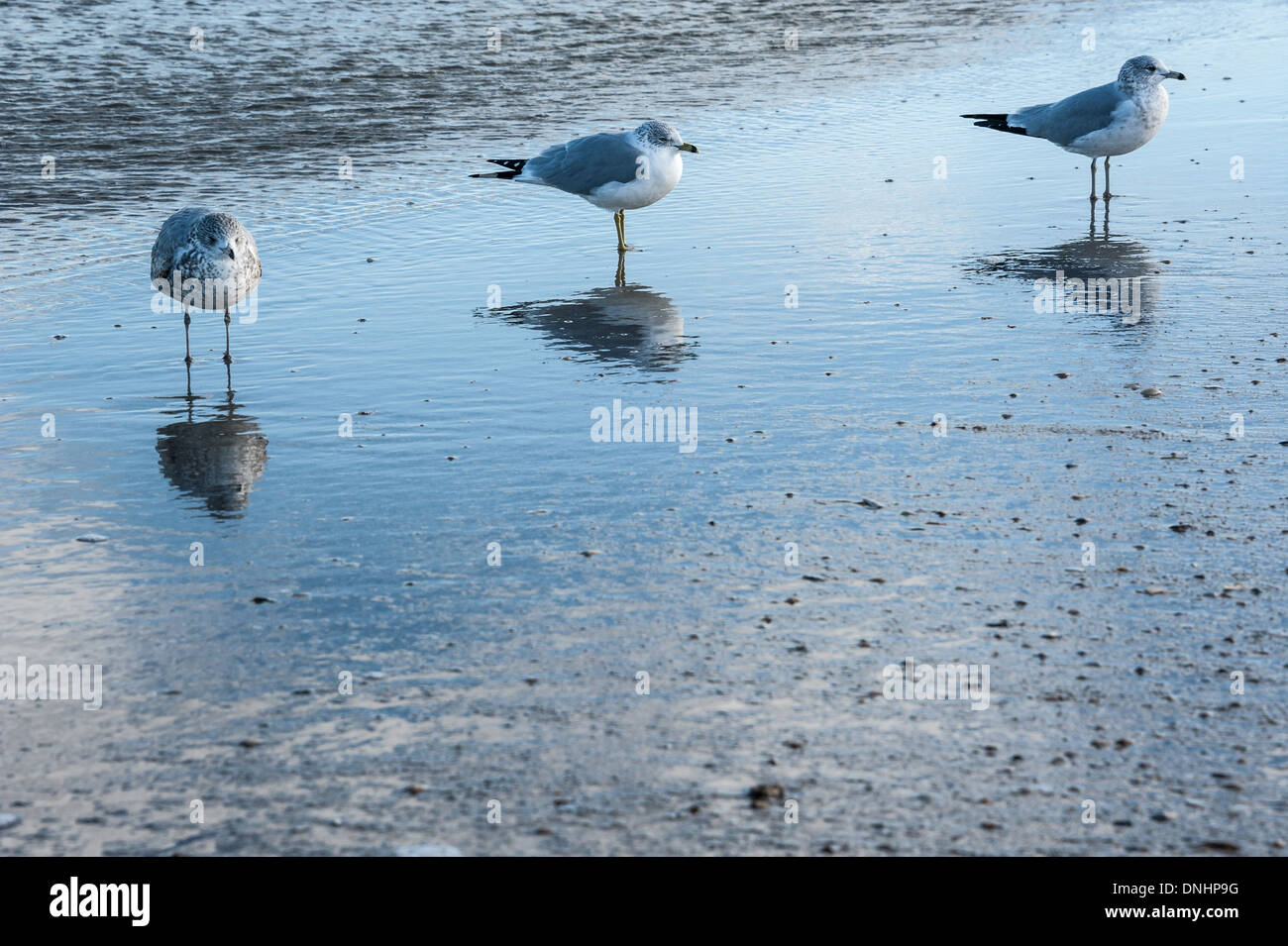 Tre gabbiani che guardano i loro riflessi su una spiaggia della Florida. (USA) Foto Stock