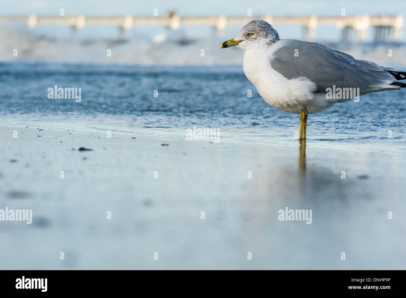 Gabbiano solitario ai margini dell'oceano a Jacksonville Beach, Florida. (USA) Foto Stock