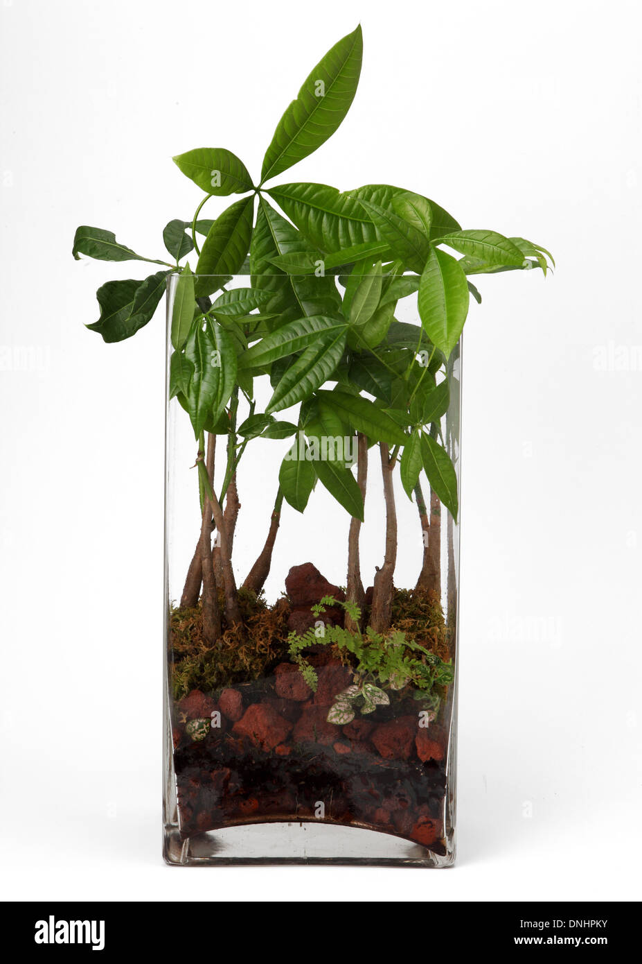 Una piccola pianta verde in un contenitore su sfondo bianco Foto Stock