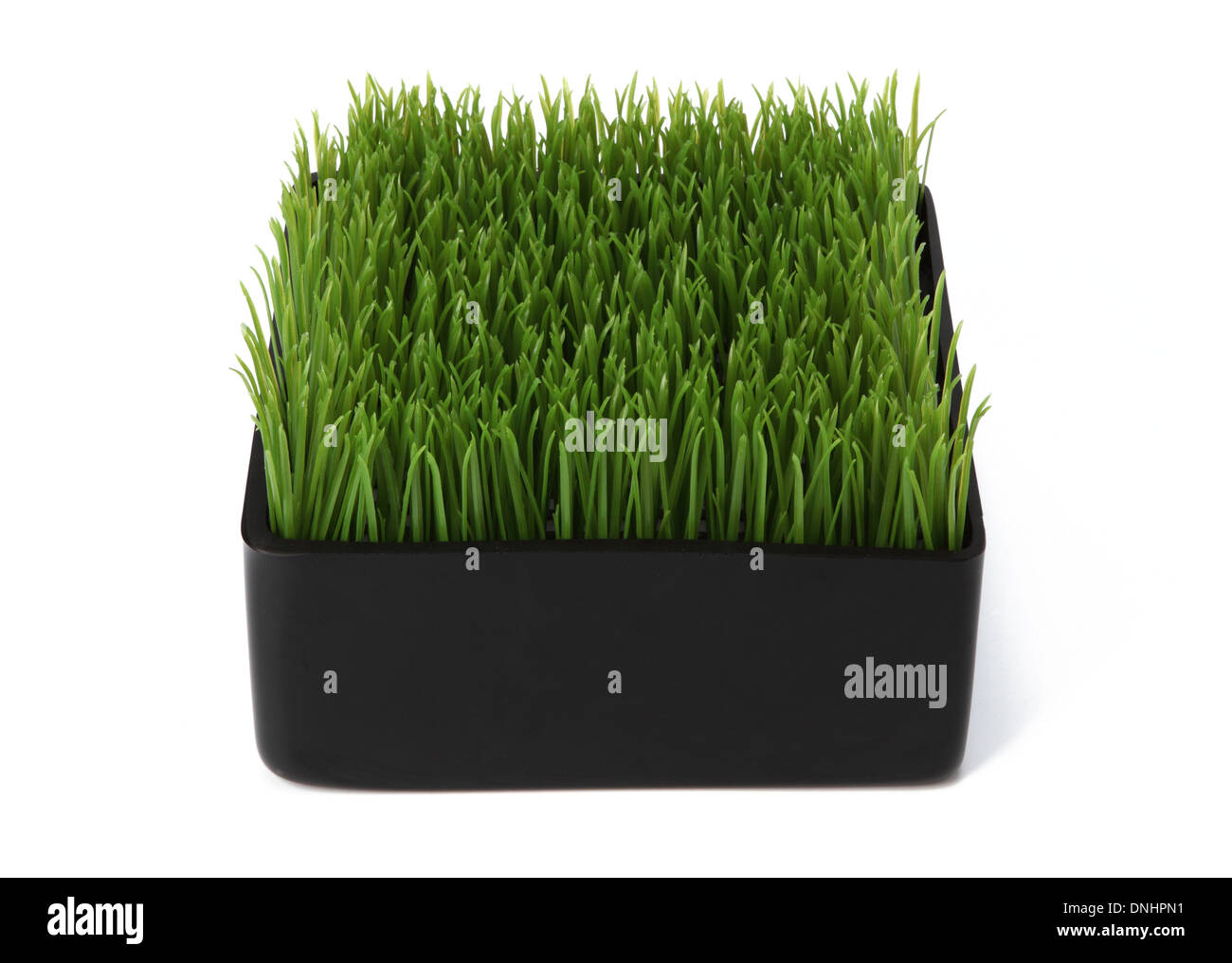 Un piccolo contenitore con erba verde su uno sfondo bianco. Foto Stock
