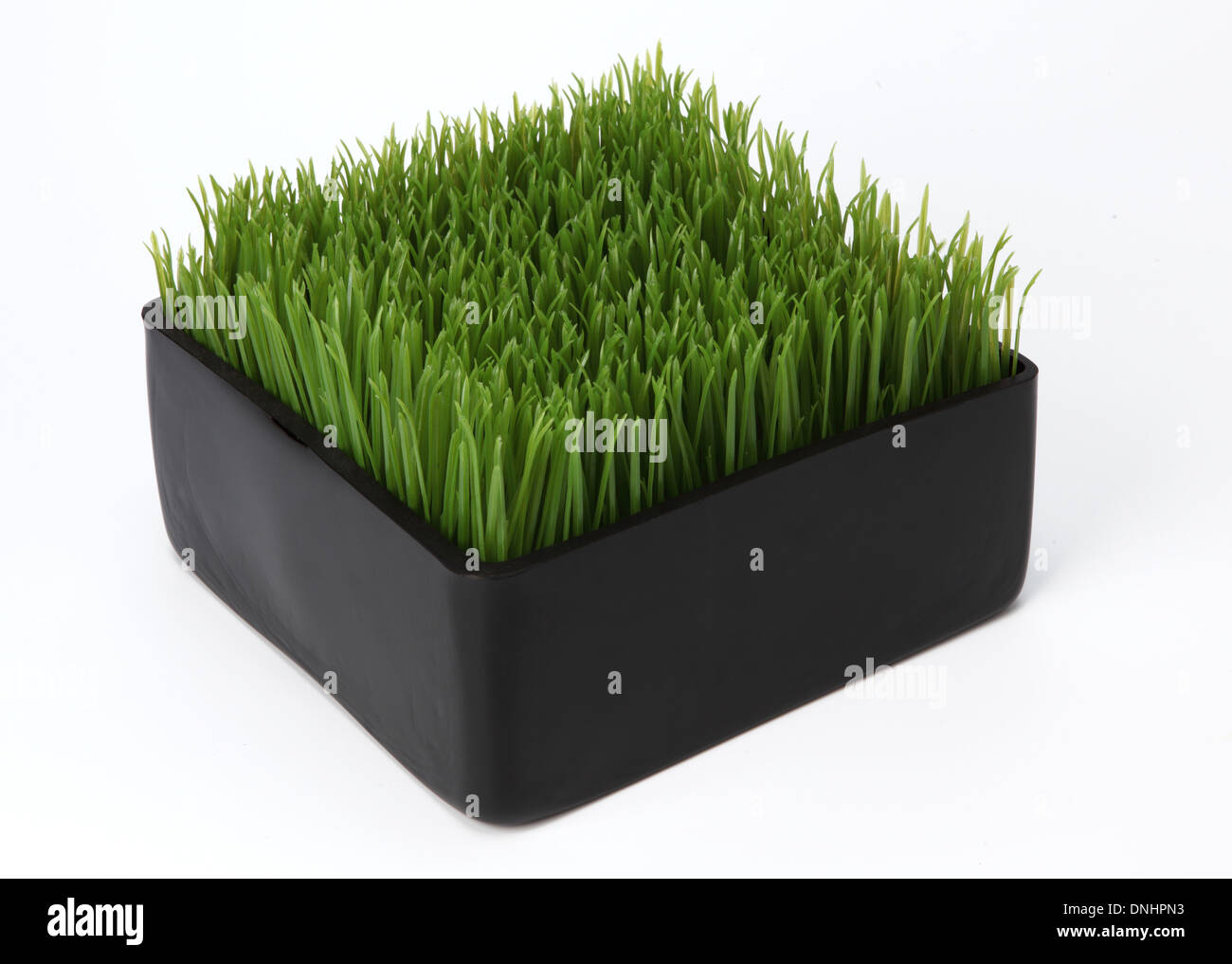 Un piccolo contenitore con erba verde su sfondo bianco Foto Stock
