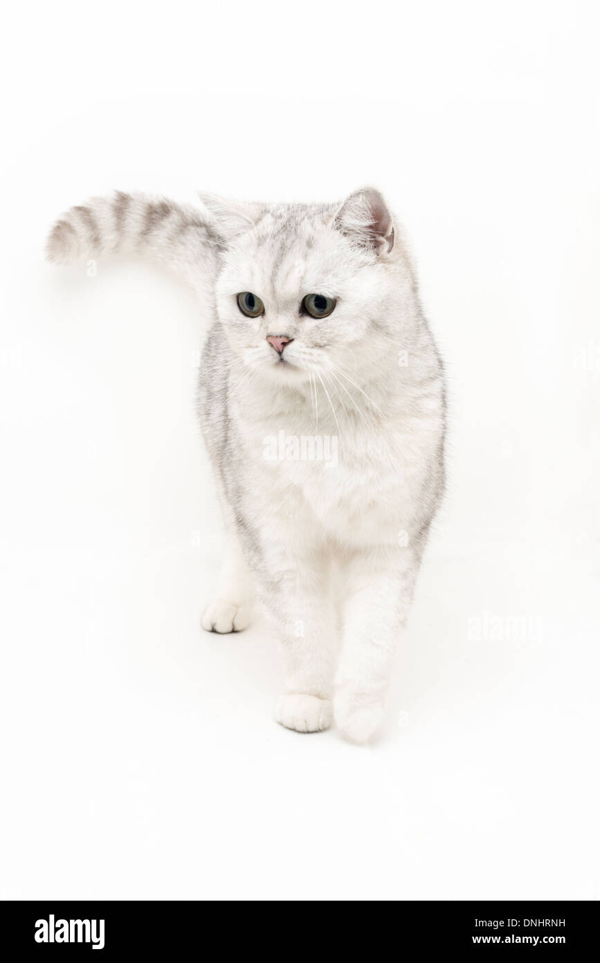 Gatto Bianco su sfondo bianco Foto Stock