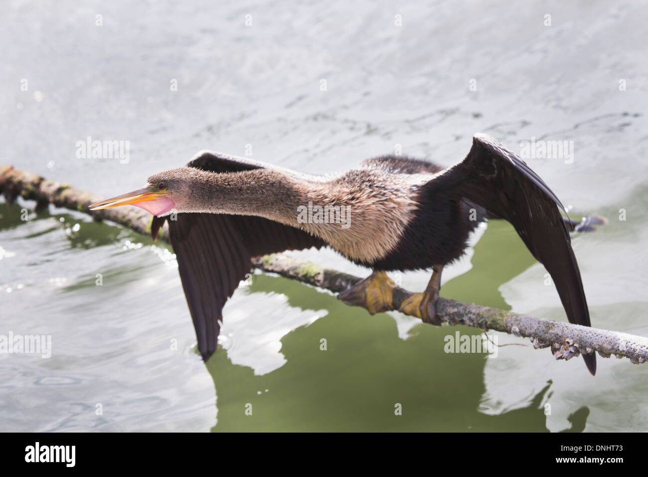 Un Americano Anhinga asciuga le sue ali arroccato su di una fune hawser. Foto Stock