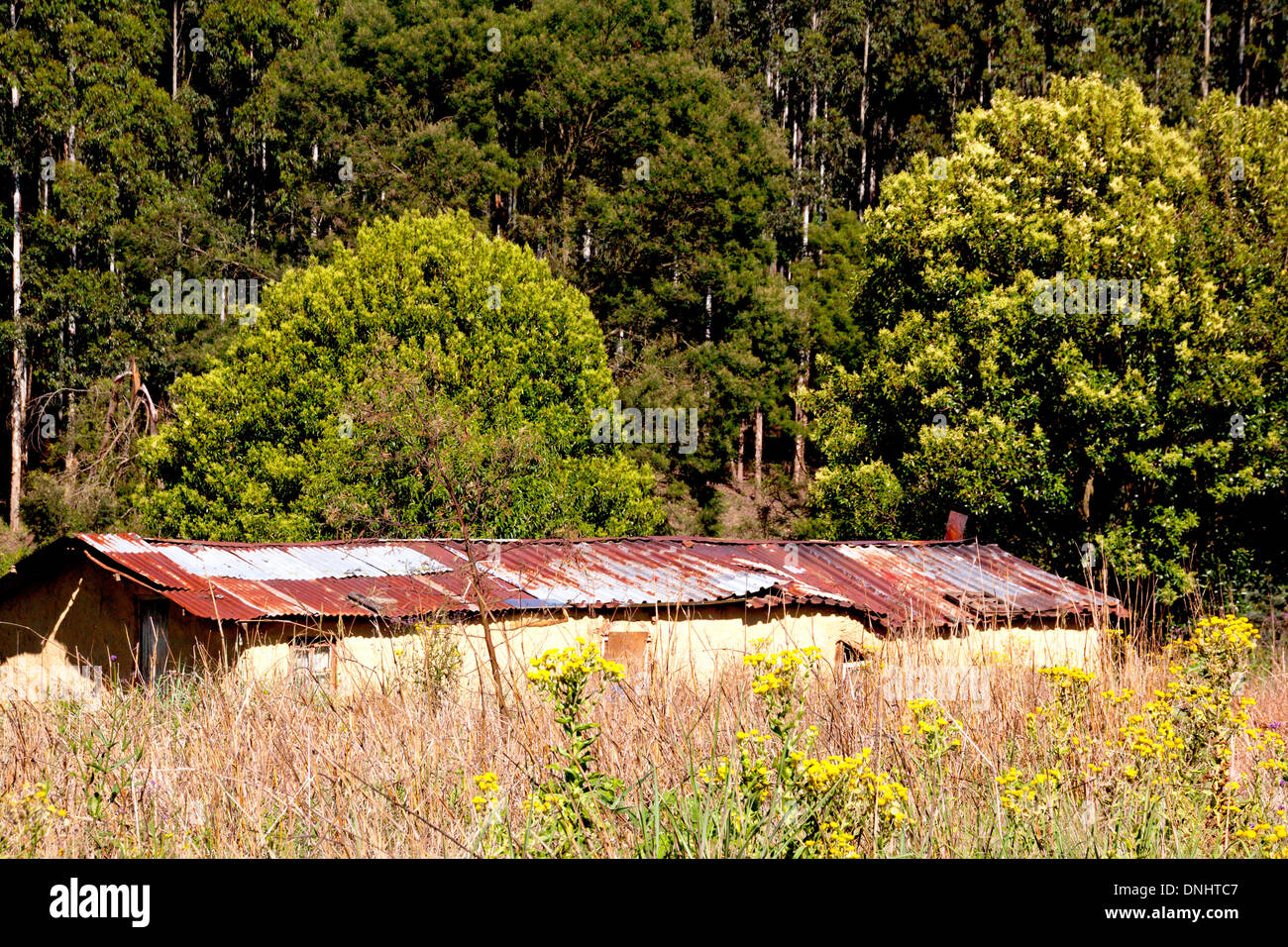 Rusty fatiscente casolare circondato da fiori selvatici Foto Stock