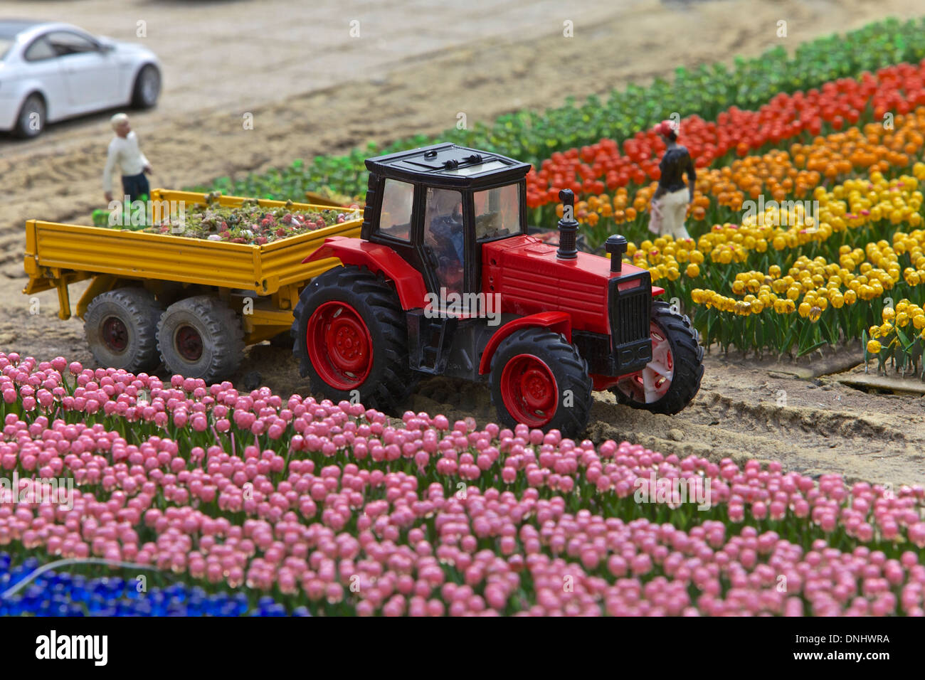 Agricoltura I tulipani in città in miniatura, Paesi Bassi, Europa Foto Stock