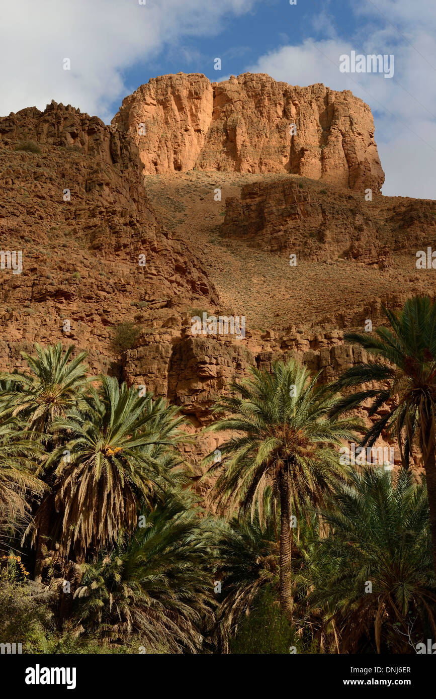 Il Marocco, Anti-Atlas, Palm grove nelle scanalature di Oumansour vicino a Tafraoute Foto Stock
