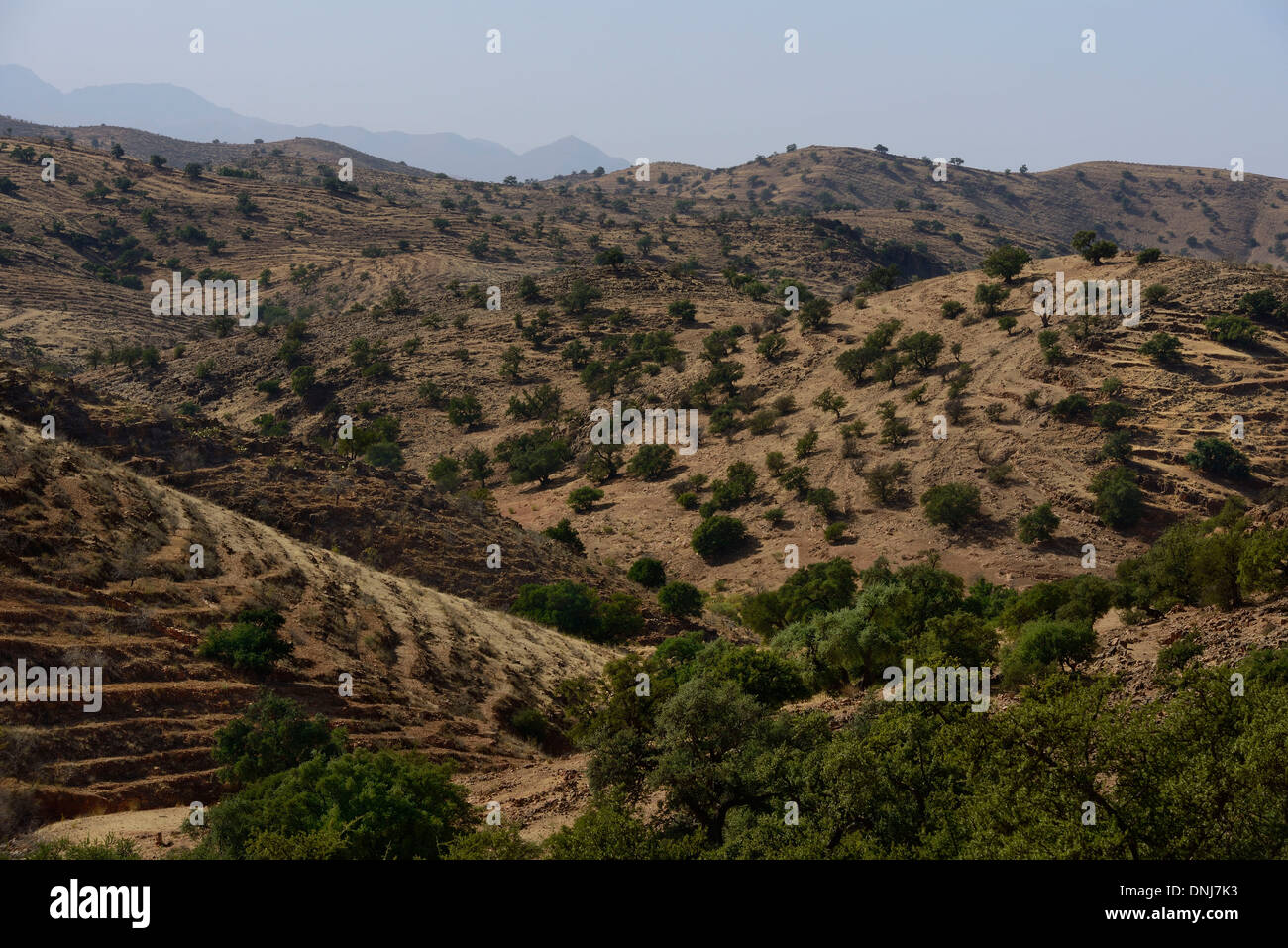 Il Marocco, Anti-Atlas, arido paesaggio con la piantagione argan Foto Stock