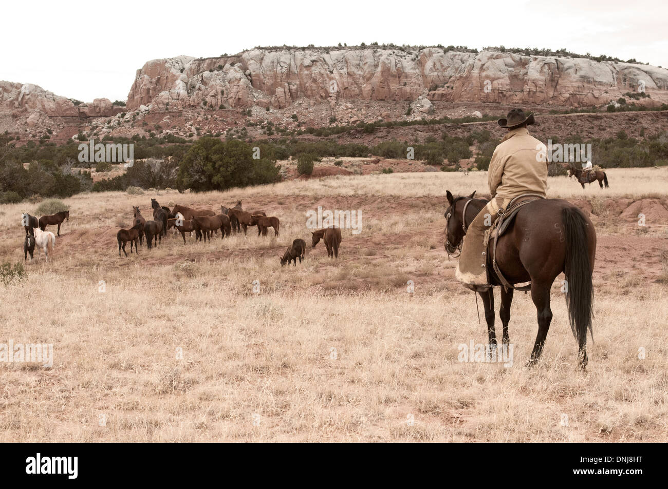 Due cowboy su American Quarter Horses stand guardando un branco di giumente attraverso le pianure del Nuovo Messico ranch Foto Stock