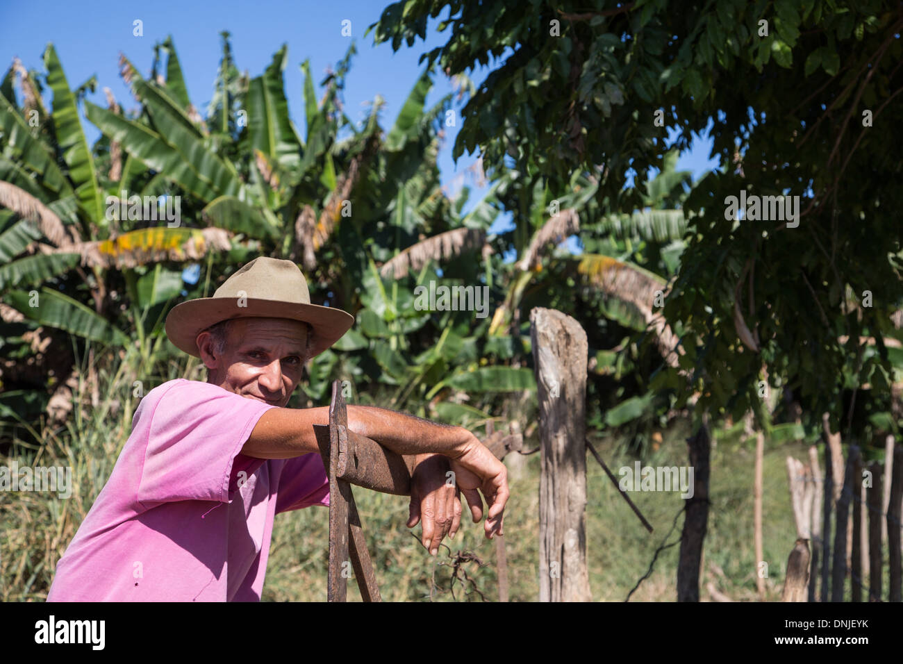 Il bracciante sulla piantagione di banane, CASA GUACHINANGO, OLD XVIII secolo Hacienda los Ingenios Valley, elencato come un sito del patrimonio culturale mondiale dell UNESCO, CUBA, CARAIBI Foto Stock