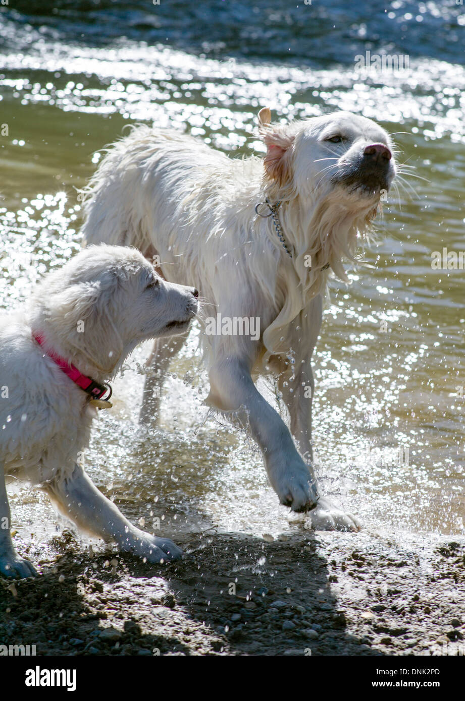 Adulto di color platino Golden Retriever dog & puppy giocando in Arkansas River, Salida, Colorado, STATI UNITI D'AMERICA Foto Stock