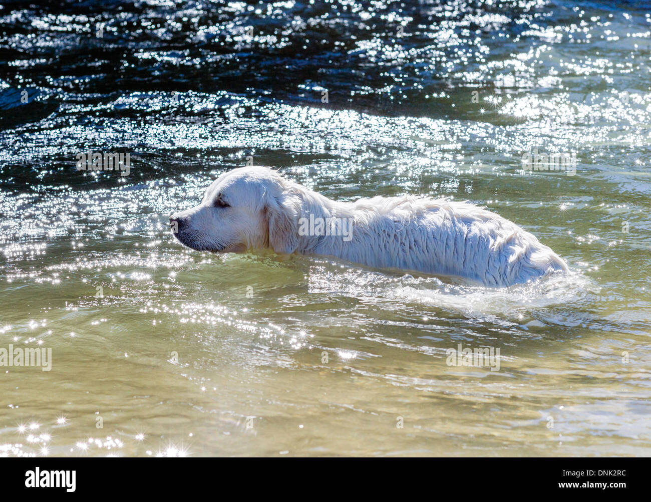Color platino Golden Retriever cane giocando in Arkansas River, Salida, Colorado, STATI UNITI D'AMERICA Foto Stock