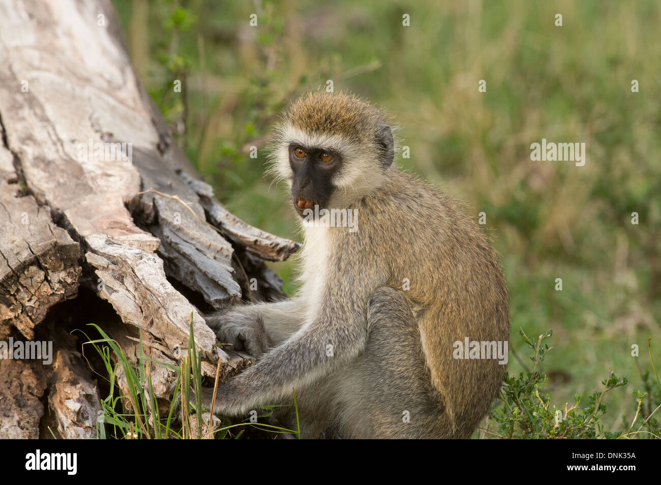 Scimmia di Vervet Foto Stock