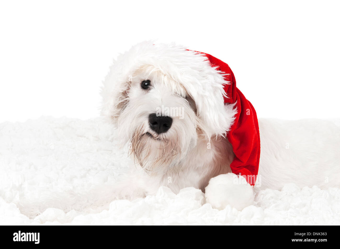 Miniaturizzato bianco schnauzer in Santa's hat Foto Stock