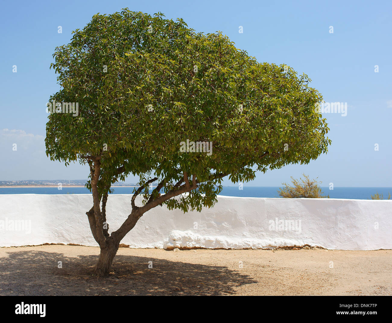 Albero solitario,parete e l'Oceano Algarve Portogallo Foto Stock
