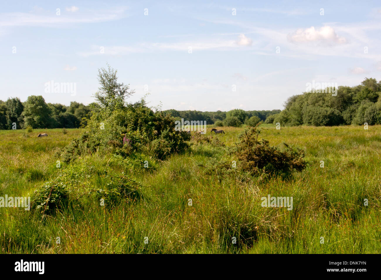 Il polacco Tarpan cavalli pascolano sui Redgrave e Lopham Fen, East Anglia, Regno Unito Foto Stock