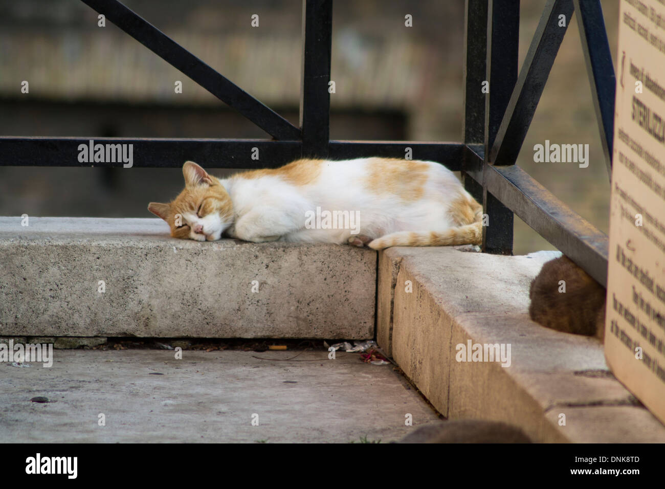 Un gatto in appoggio all'ombra dei Fori Imperiali Foto Stock