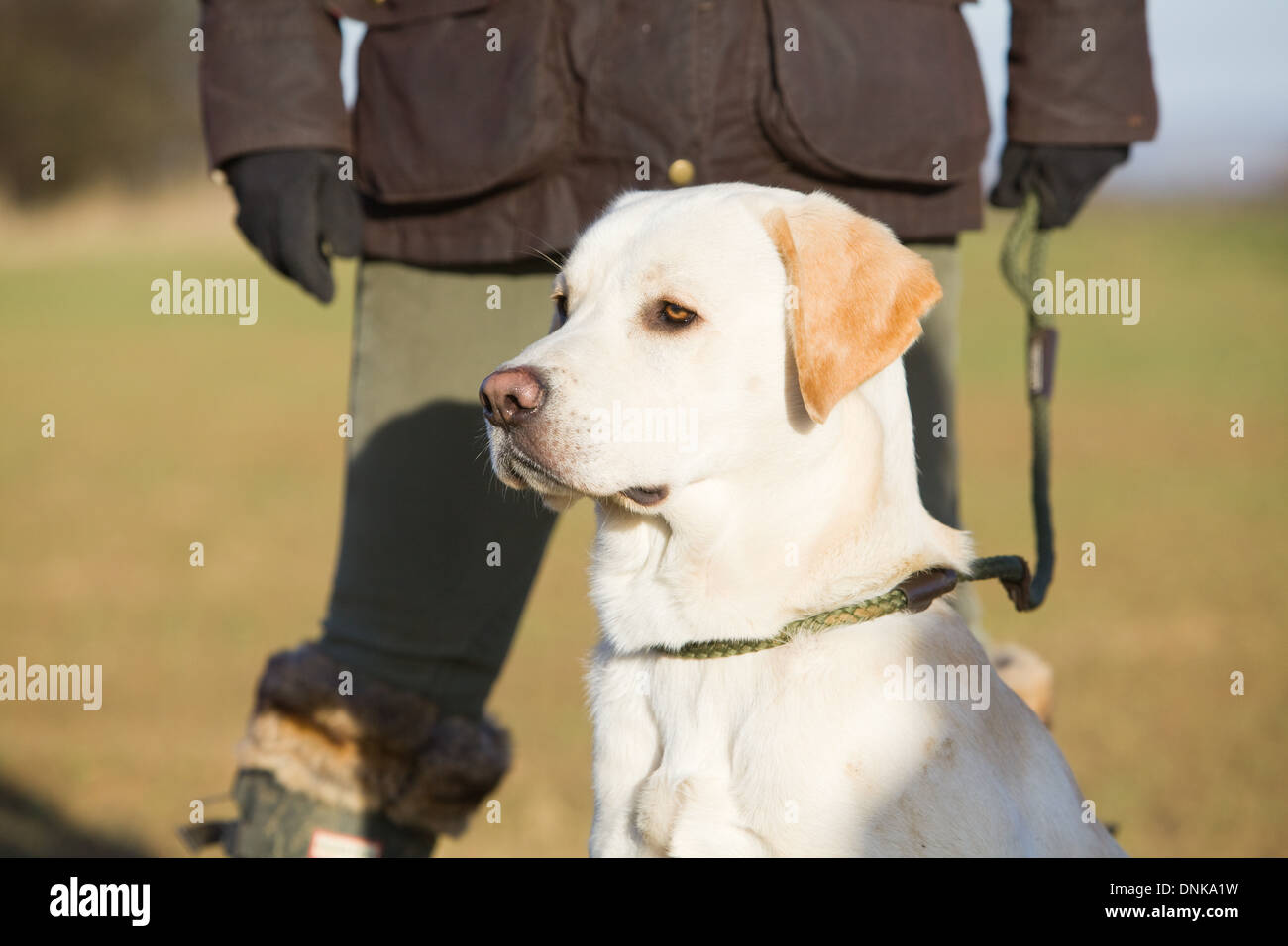 Un giallo Labrador Retriever cane con il suo proprietario femmina su un fagiano sparare in Inghilterra Foto Stock