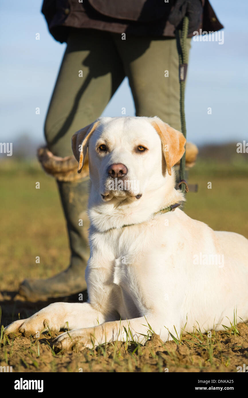 Un giallo Labrador Retriever cane con il suo proprietario femmina su un fagiano sparare in Inghilterra Foto Stock