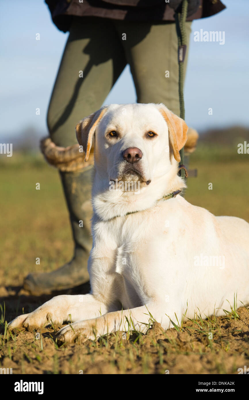 Un giallo Labrador Retriever cane con il suo proprietario femmina su un fagiano sparare in Inghilterra Foto Stock