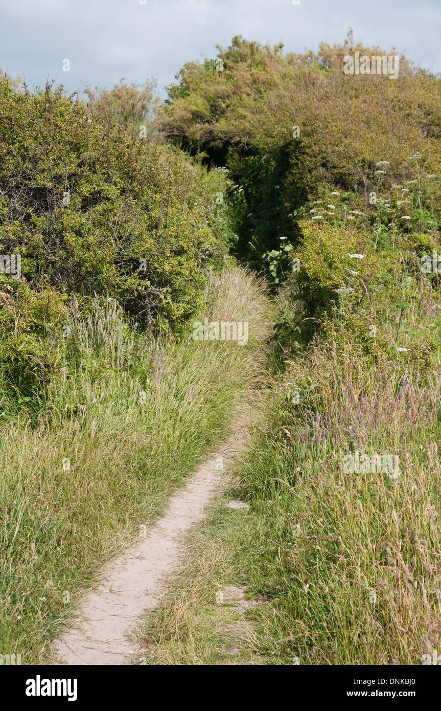 Un percorso di sabbia fiancheggiata da erbe e arbusti compresi il sambuco. Foto Stock