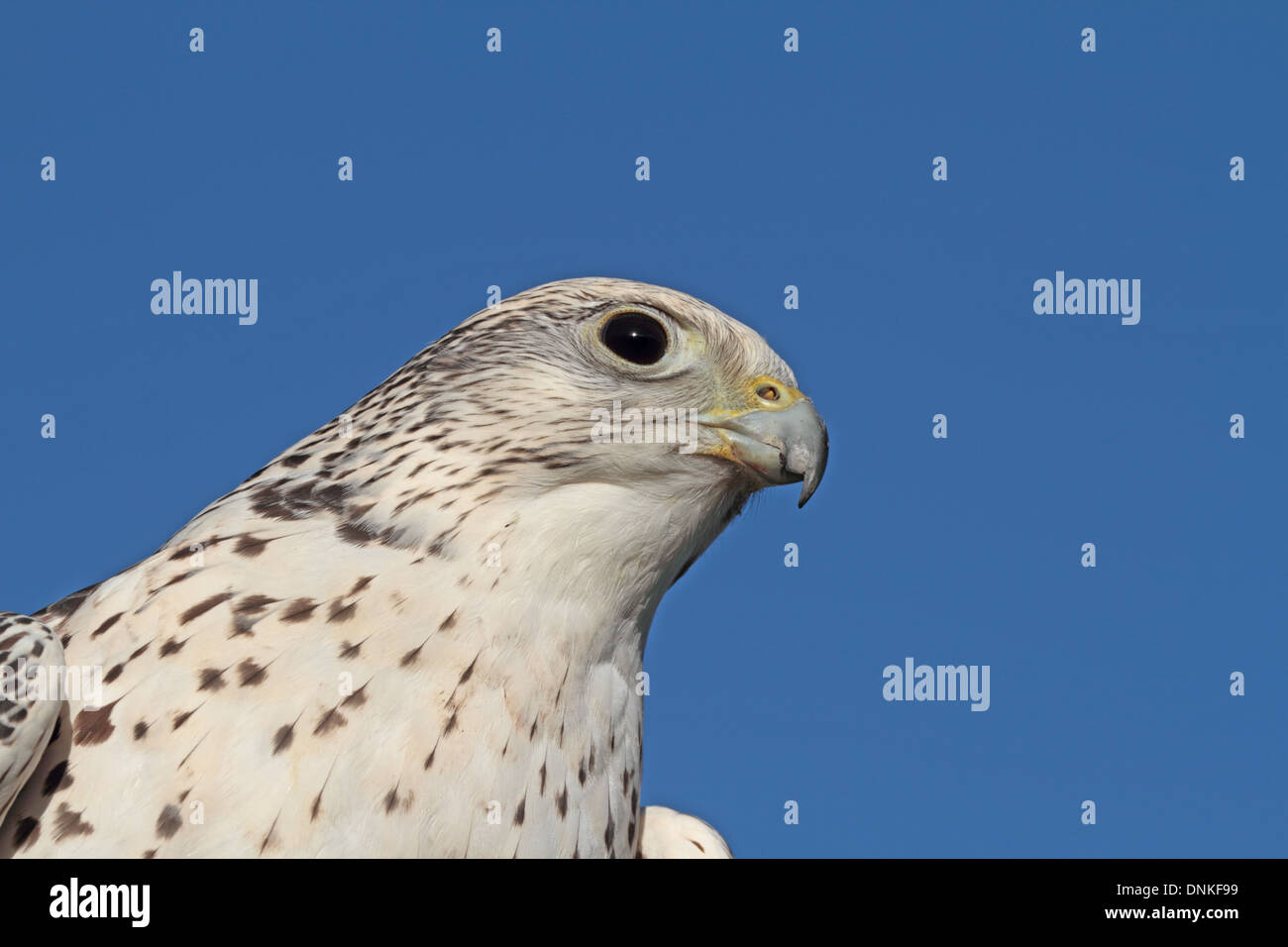 Gyr falcon cross contro il cielo blu. Regno Unito Foto Stock