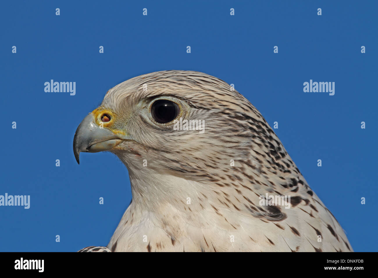 Gyr falcon croce, contro il cielo blu. Regno Unito Foto Stock