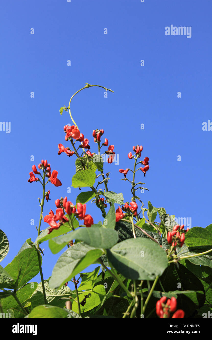 Fiori di colore rosso sulla guida di arrampicata piante di fagiolo. Regno Unito Foto Stock