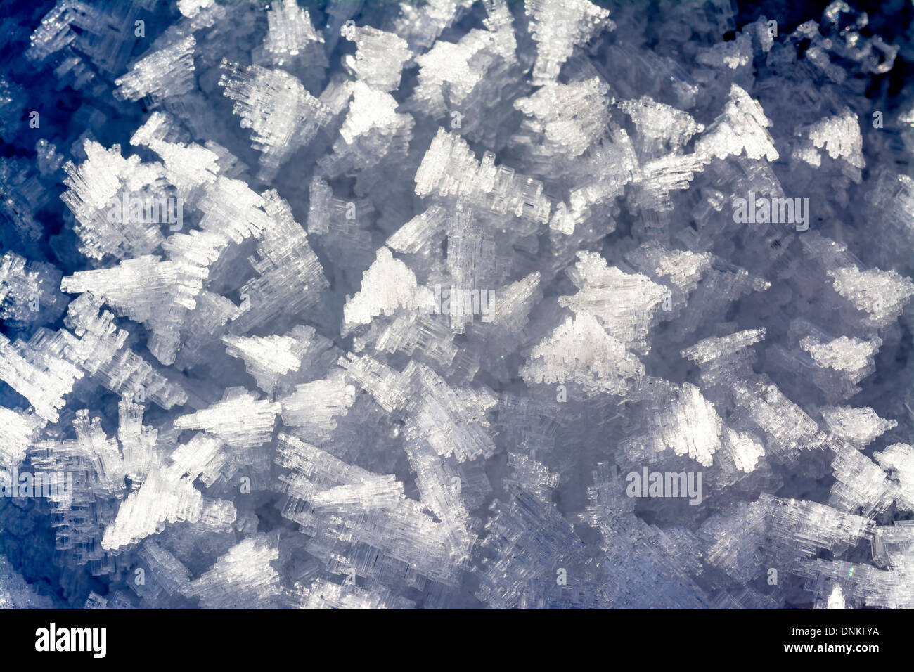 La criniera fatta di cristalli di ghiaccio d'acqua a freddo Foto Stock
