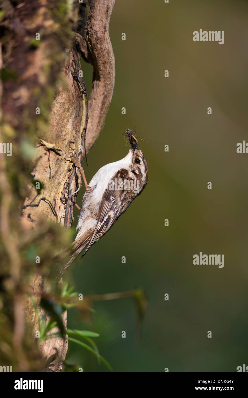 Certhia familiaris - Albero superriduttore albero di arrampicata che trasportano gli insetti per il giovane,, Regno Unito Foto Stock