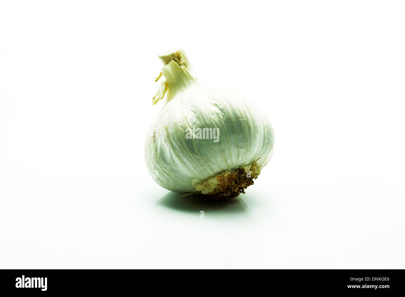 Bulbo di aglio intero solo per la cottura tagliare lo sfondo bianco spazio copia Foto Stock