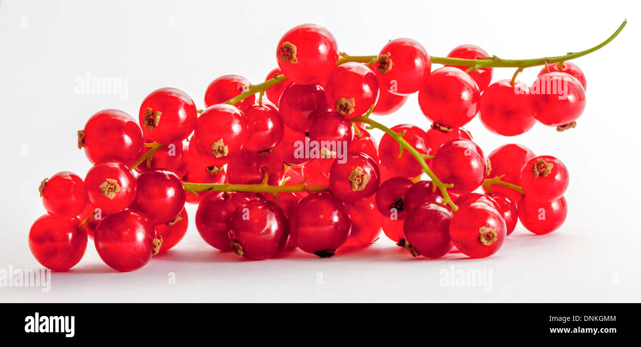 Il ribes, ribes rubrum, una bacca del genere ribes, nell'uva spina famiglia grossulariaceae, nativo per l'Europa occidentale Foto Stock