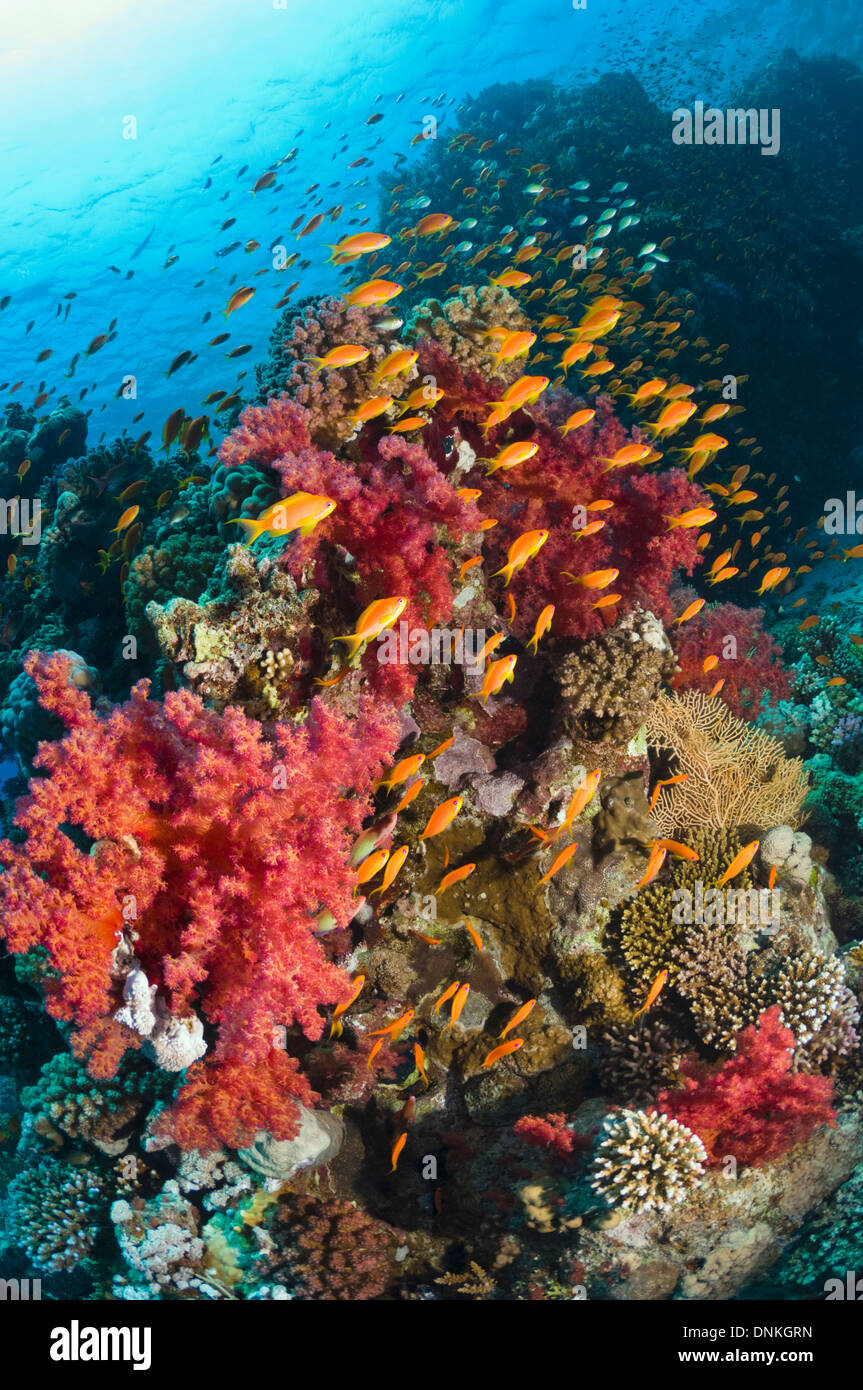 Lyretail anthias o Goldies (Pseudanthias squamipinnis) sulla barriera corallina con coralli molli (Dendronephthya sp). Egitto, Mar Rosso. Foto Stock