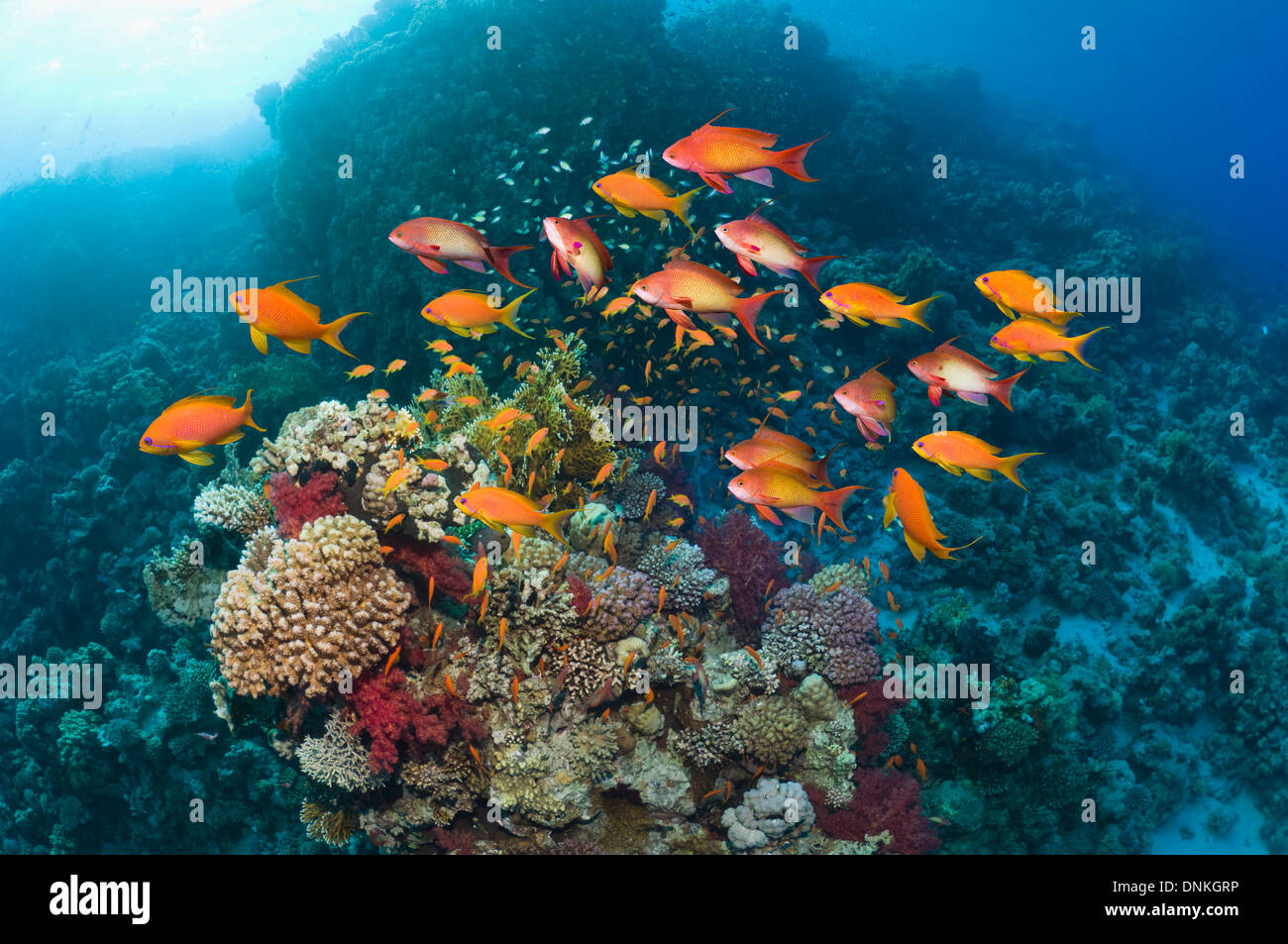 Lyretail anthias o Goldies (Pseudanthias squamipinnis) sulla barriera corallina con coralli molli. Egitto, Mar Rosso. Foto Stock