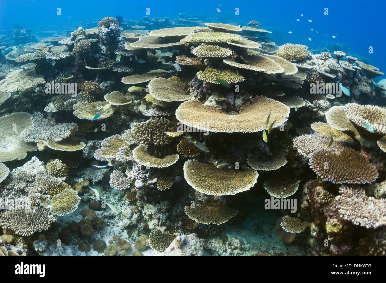 Tabella coral (Acropora sp.) formazioni sulla barriera corallina poco profonda top. Maldive. Foto Stock