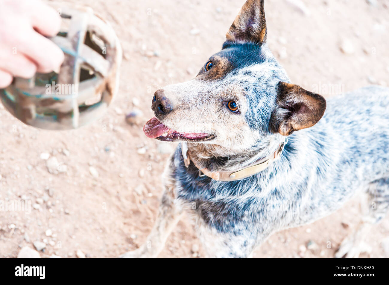 Grigio e marrone pastore australiano cane con collare godendo il gioco della palla o fetch Foto Stock