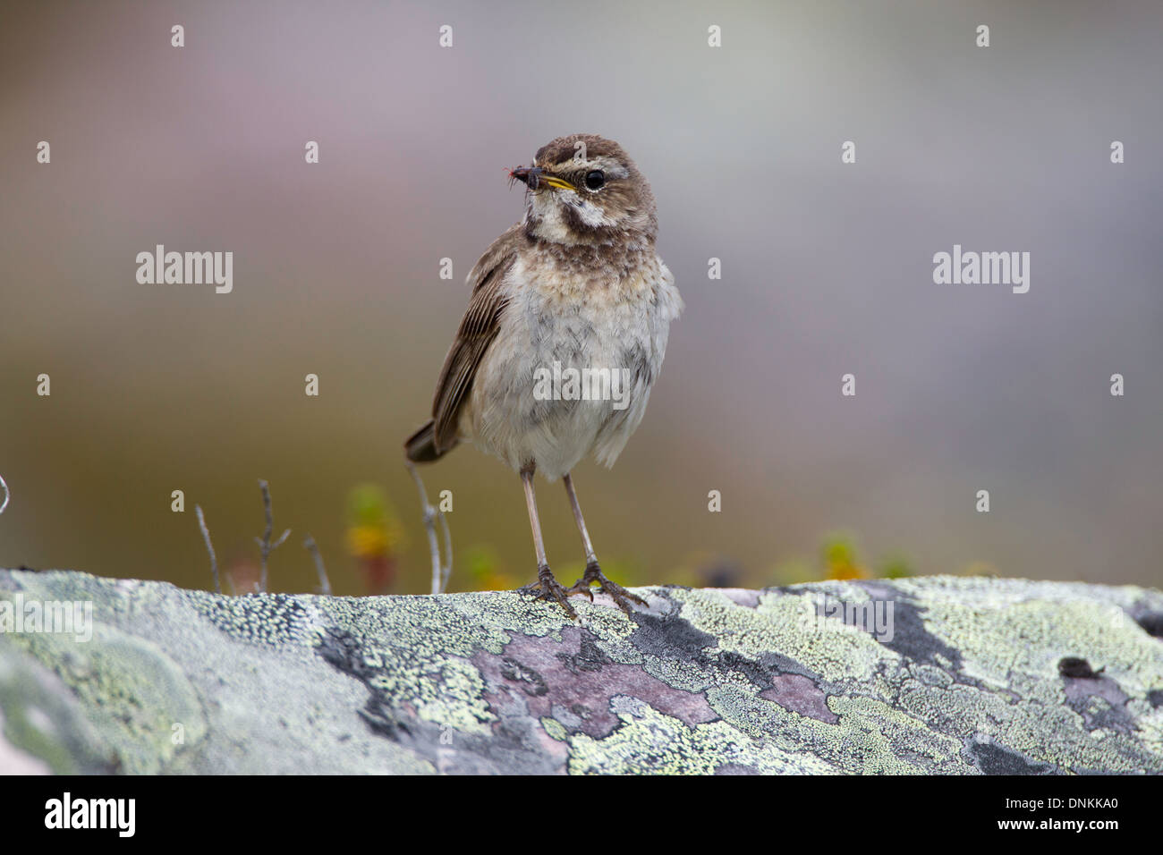Luscinia svecica - femmina pettazzurro appollaiato su un lichen coperto rock Foto Stock