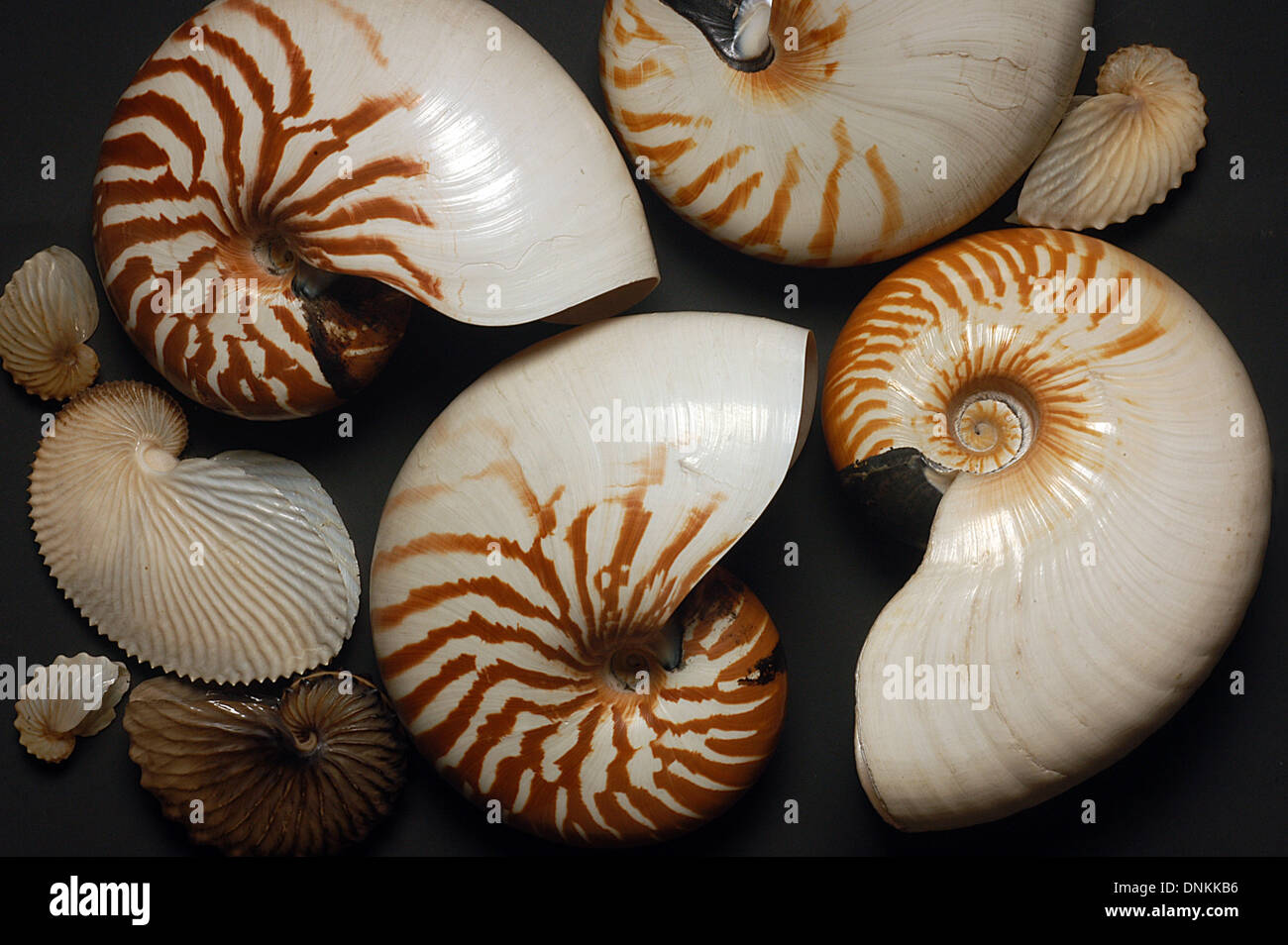 I gusci di Nautilus spp, conchiglie, linving fossili di molluschi cefalopodi c Foto Stock