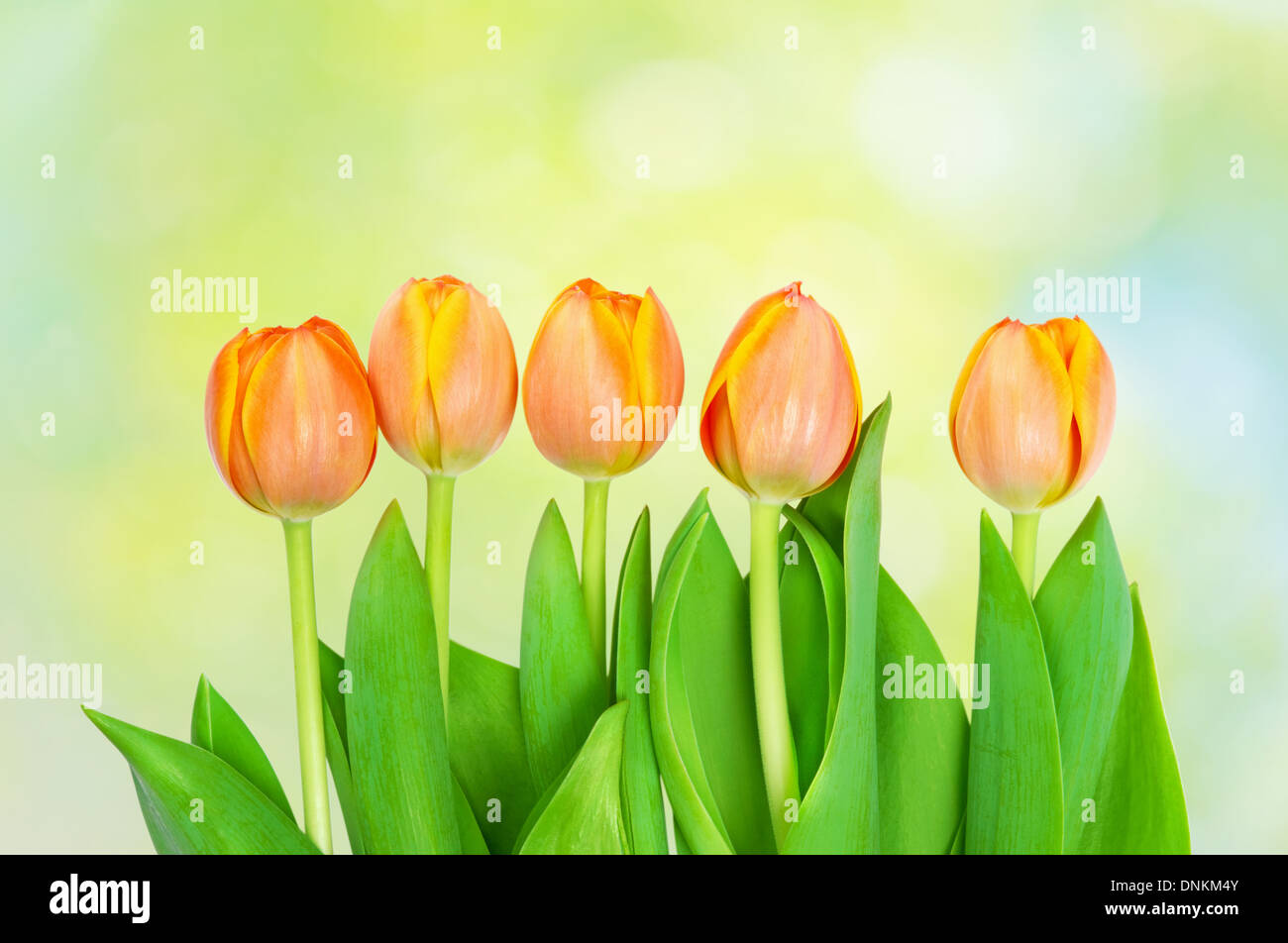 Bel colore arancione tulipani crescente sul naturale sfondo bokeh di fondo. Foto Stock
