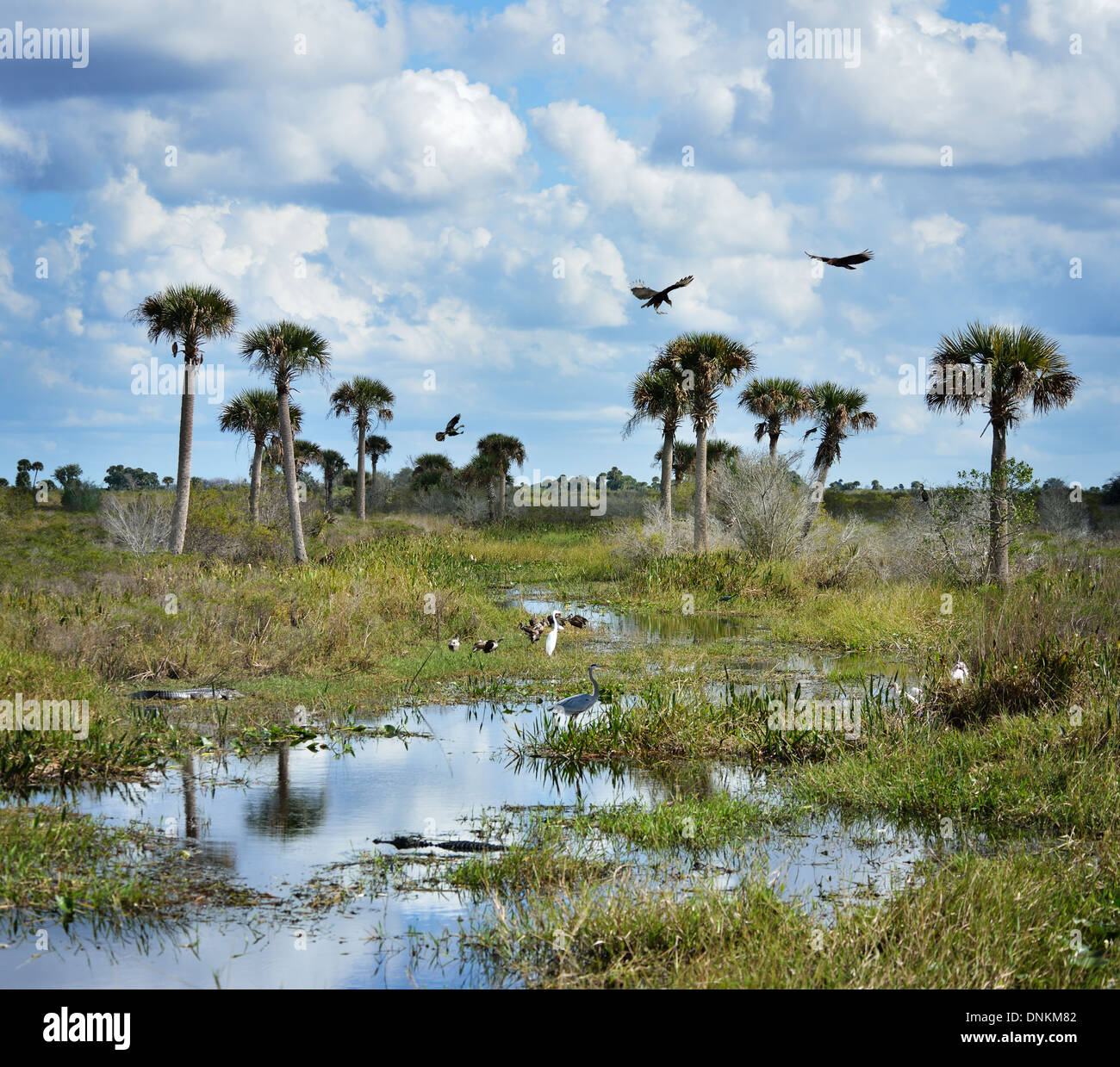 Florida zone umide con uccelli e alligatori Foto Stock