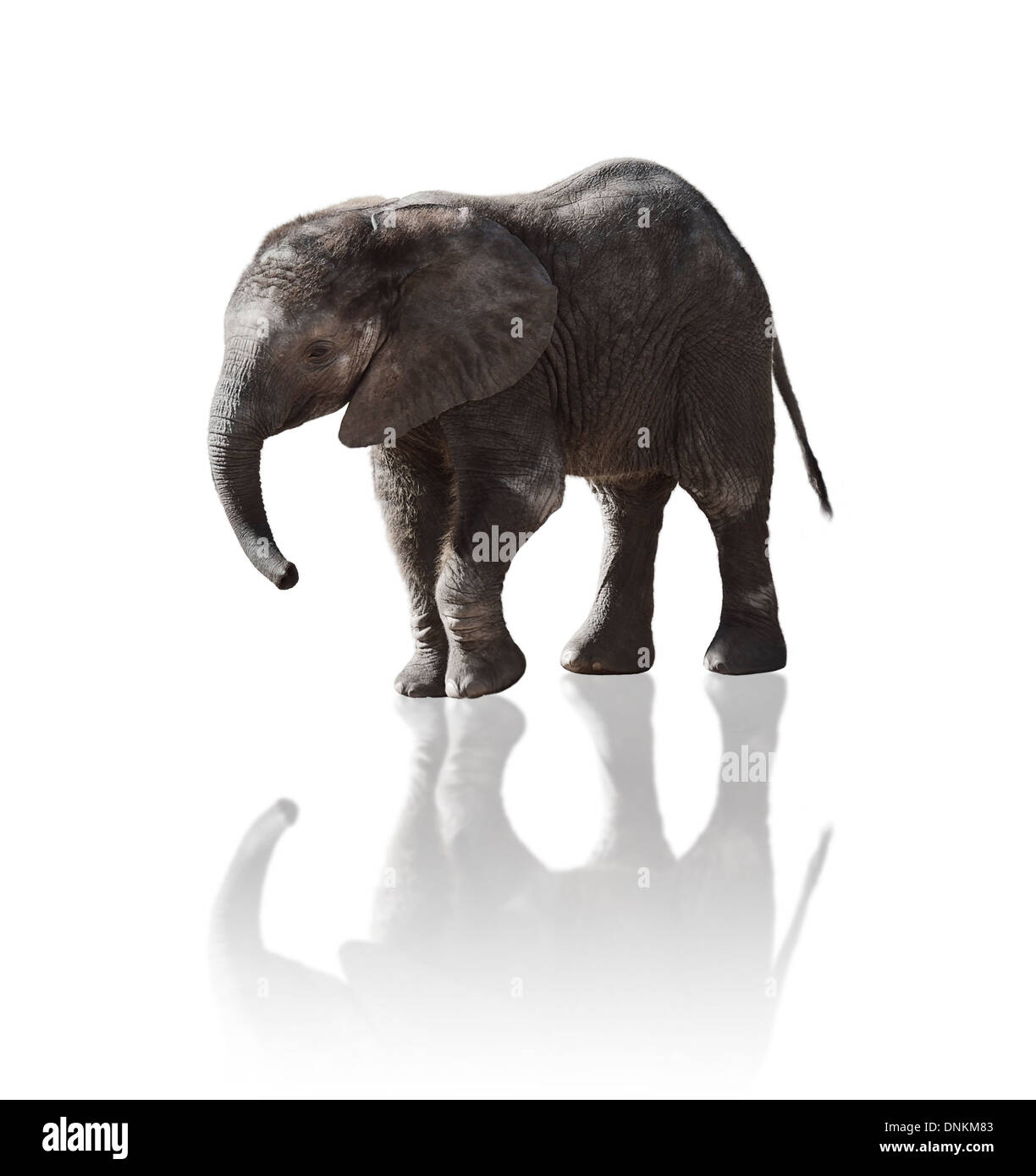 Giovane elefante isolato su bianco Foto Stock