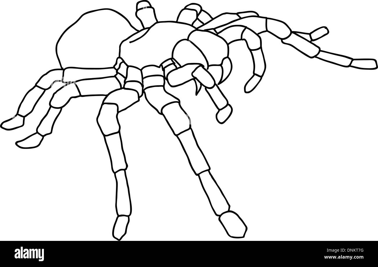 Tattoo spider tarantola su sfondo Blom Illustrazione Vettoriale