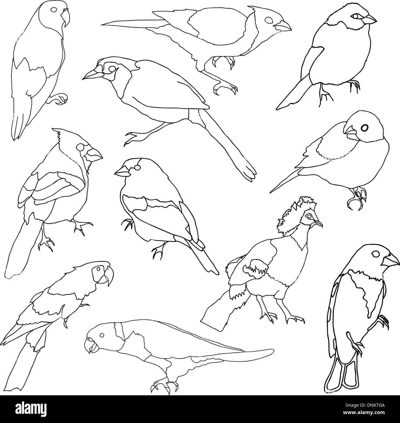 Set di vettore di diverse specie di uccelli. Illustrazione Vettoriale Set di vettore di diverse specie di uccelli. Illustrazione Vettoriale
